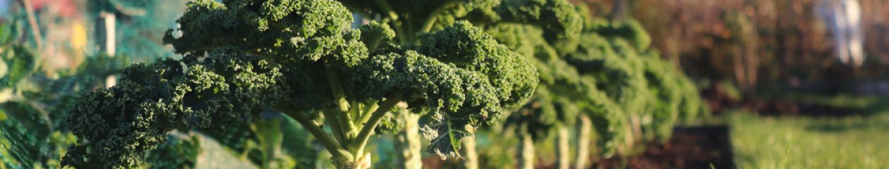 Leighton Linslade Allotment Association 