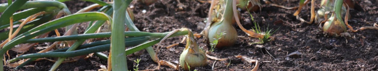 Leighton Linslade Allotment Association 