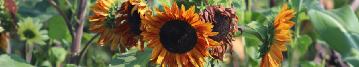 Leighton Linslade Allotment Association 